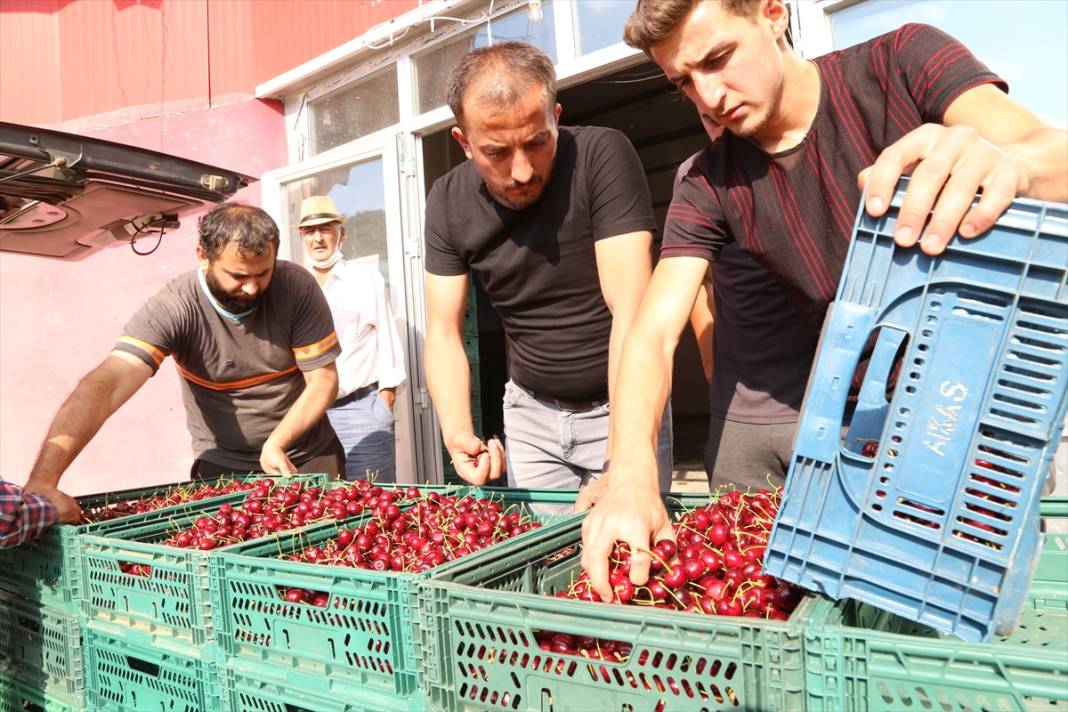 Konya'nın geç hasat edilen dünyaca ünlü ürünü coğrafi işaret yolunda 6